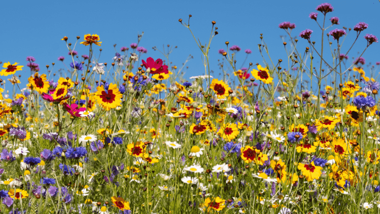 Biodiversity,COP15,Global Diversity Framework,30x30,Nature Restoration Law,European Union,EU